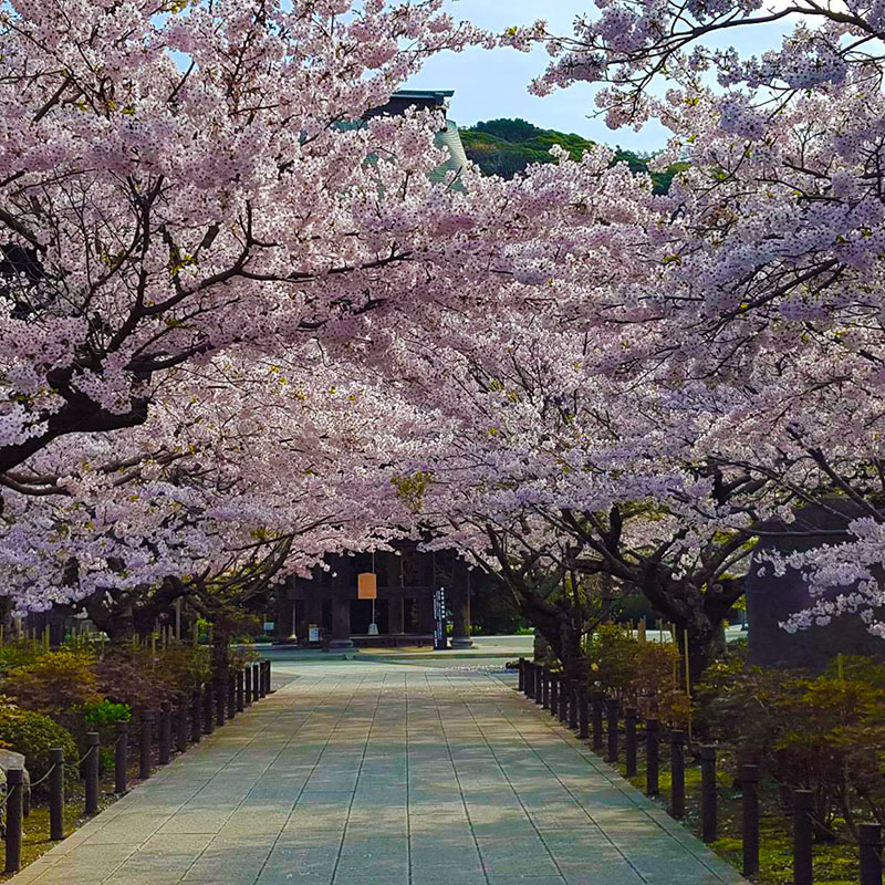 kamakura city tourist association