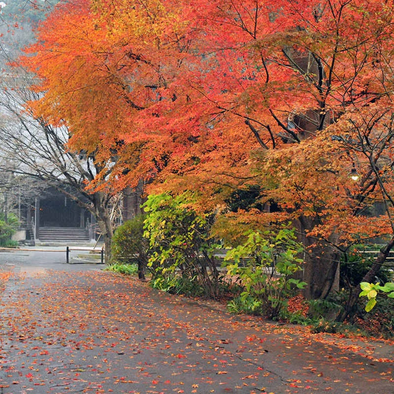 kamakura city tourist association